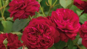róże wielkokwiatowe do przydomowych ogrodów